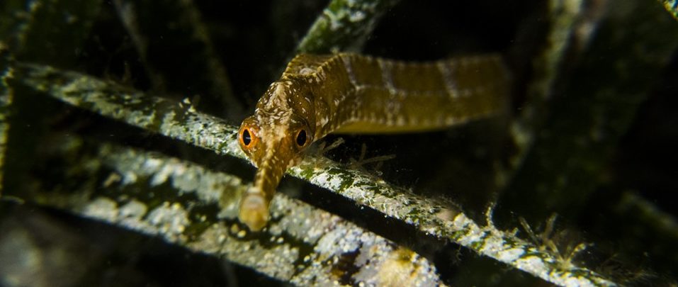 Il pesce Ago tra Posidonia Oceanica