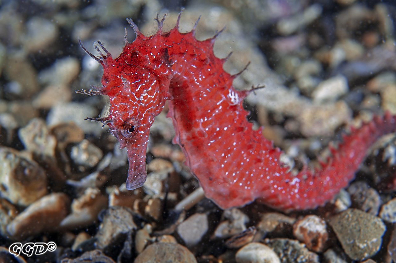 Il cavalluccio marino rosso